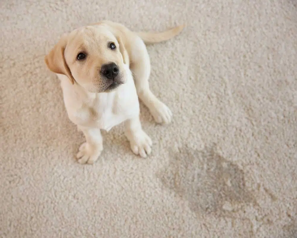 Trust Super Clean Carpets for Pet Odor Elimination